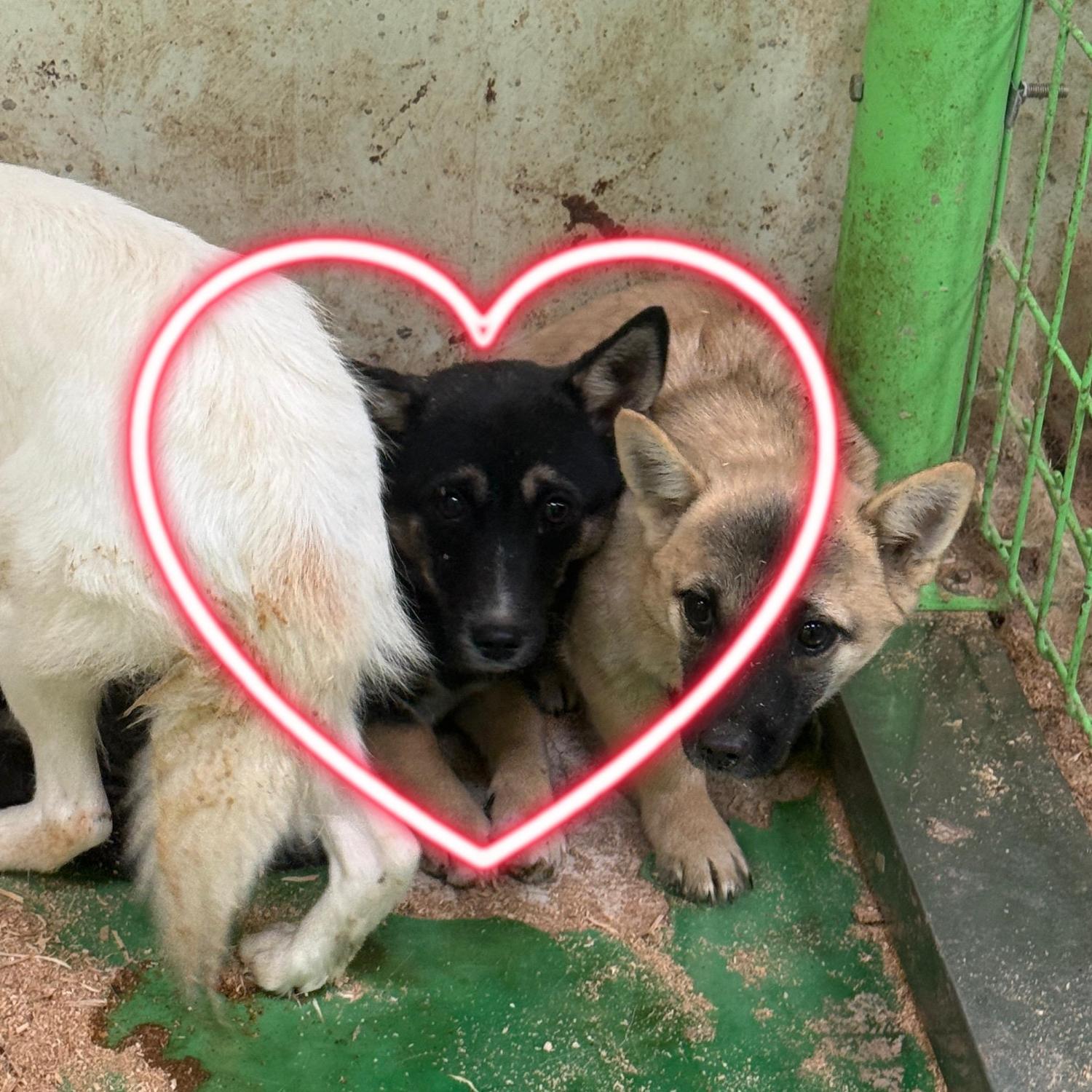 울산유기동물보호센터_431373202501763